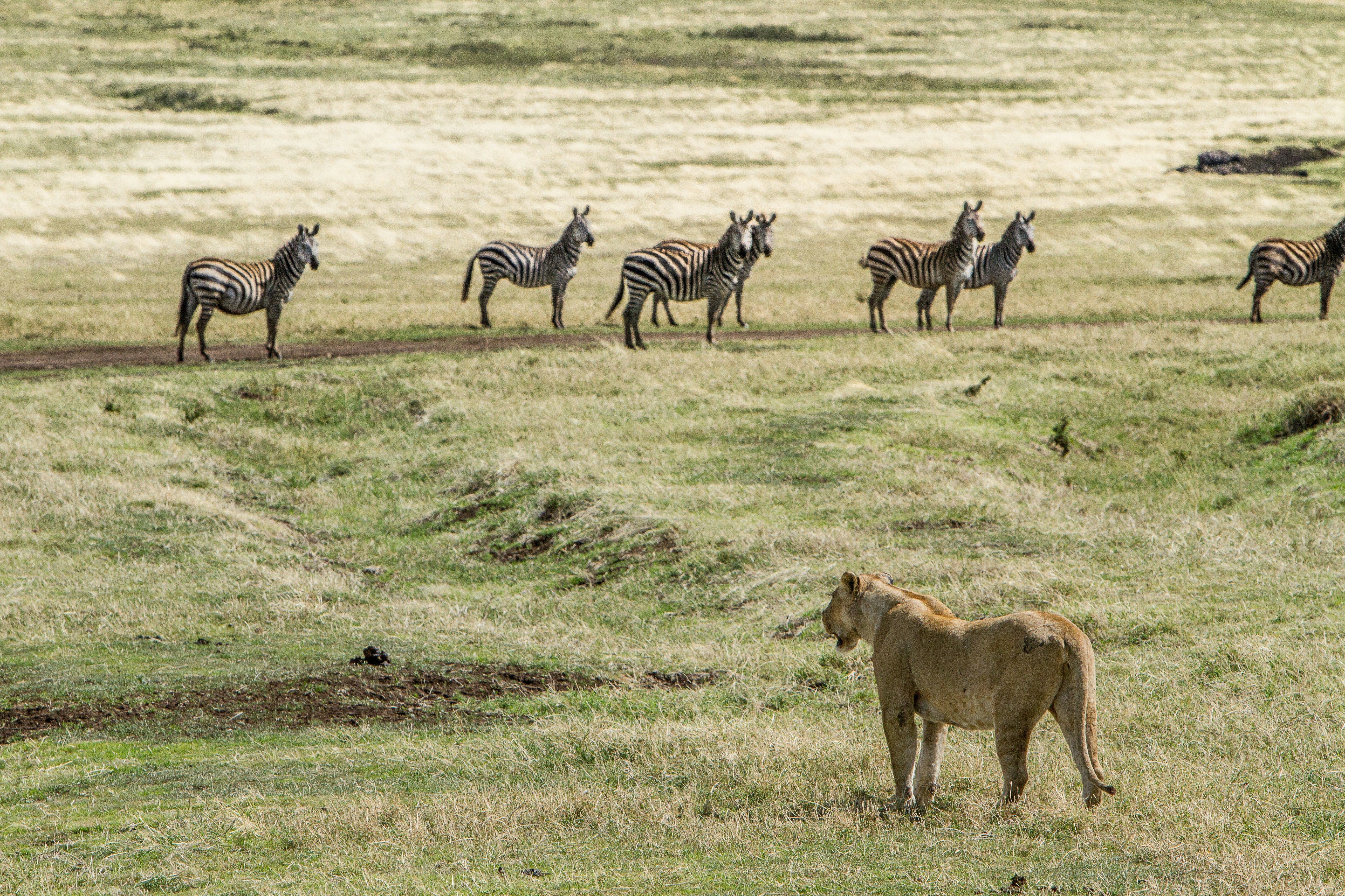 Ngorongoro National Park