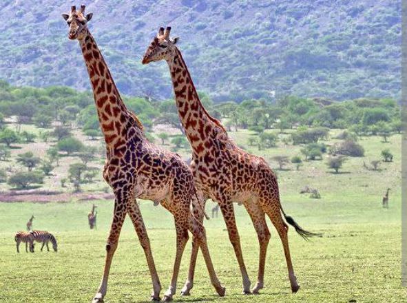 Safari Mikumi National Park
