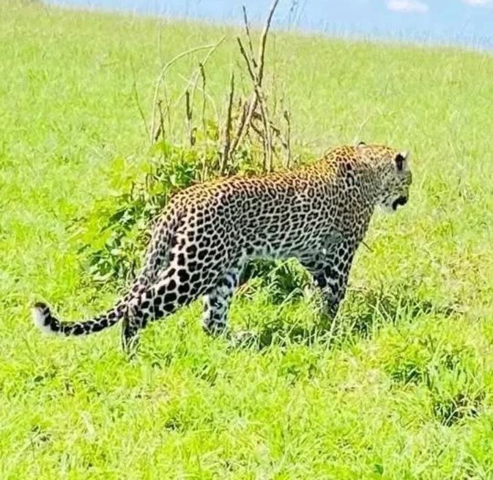 Safari North Tanzania