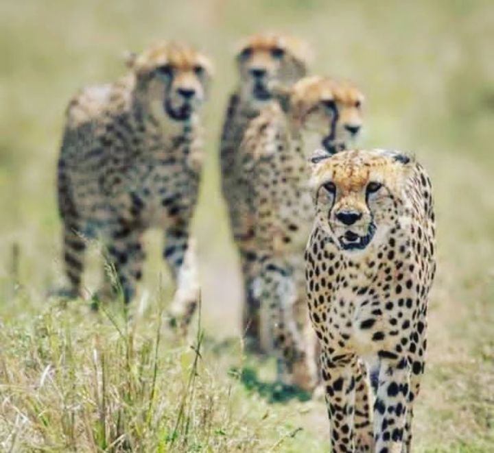 Safari North Tanzania