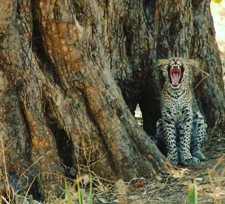 Safari North Tanzania