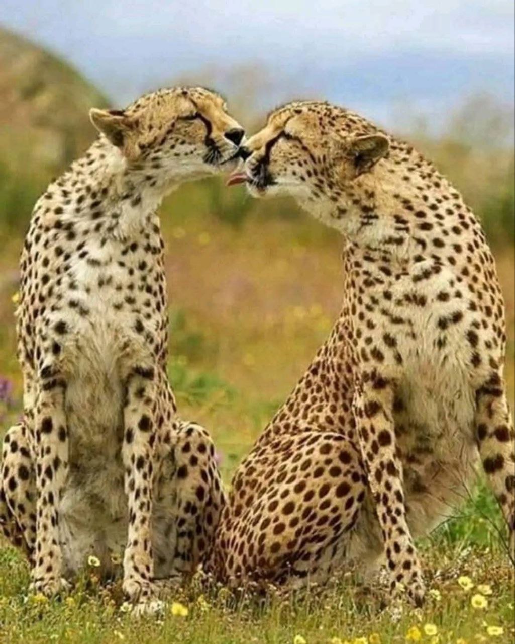 Safari North Tanzania