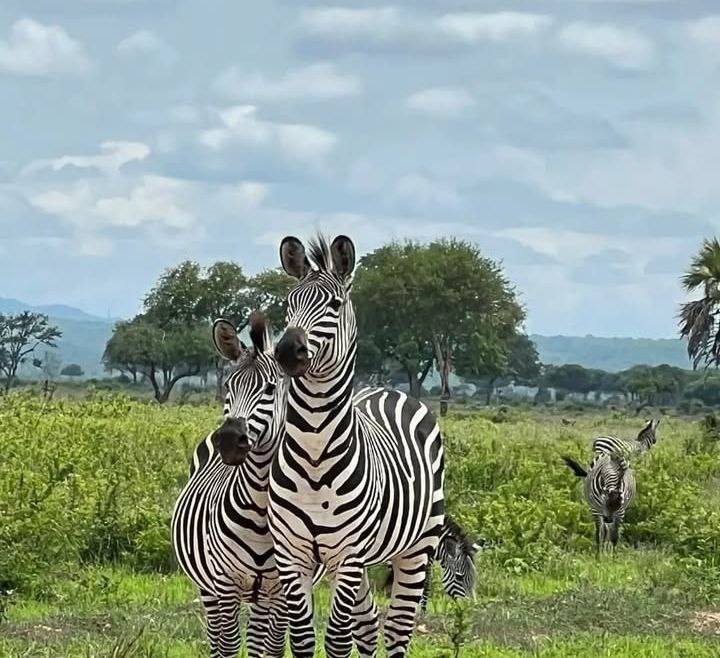 Safari North Tanzania