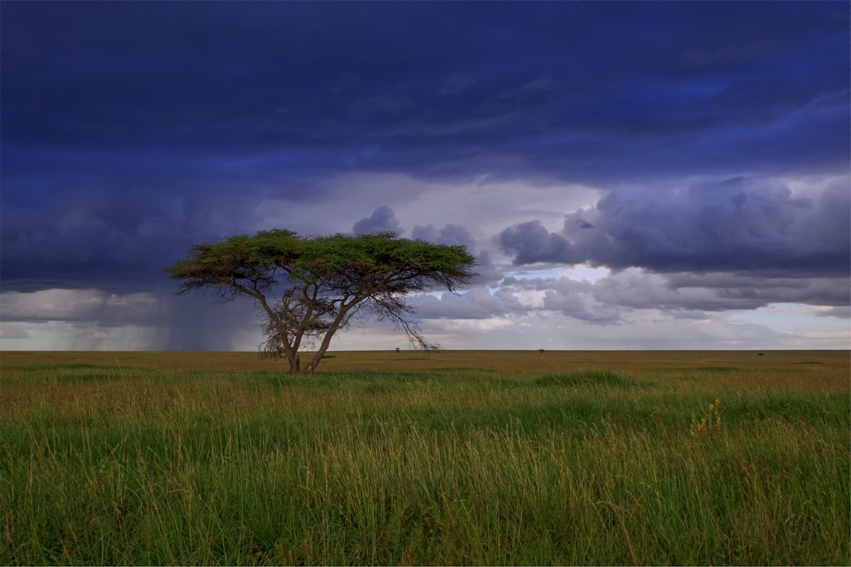 Tanzania Safari 4D – Tarangire, Serengeti & Ngorongoro
