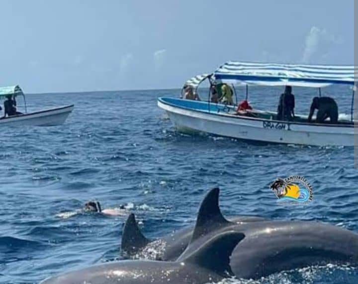 Dolphins in Zanzibar